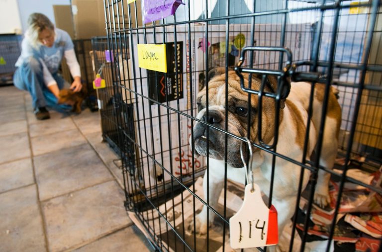 FILE - This Oct. 7, 2008 file photo shows a puppy rescued from a puppy mill, north of Montreal, Canada at the SPCA in Montreal.   The U.S. Department of Agriculture has approved a regulation that will require all puppies imported to the United States to be at least 6 months old, healthy and up to date on vaccinations. (AP Photo/The Canadian Press, Paul Chiasson, File)