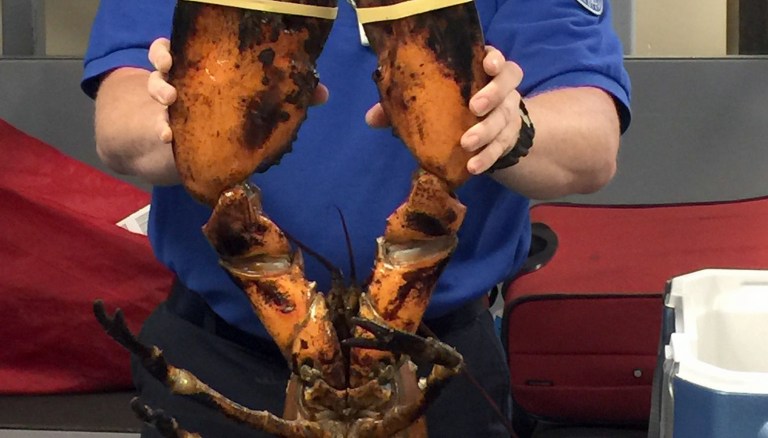 This Sunday, June 26, 2017, photo provided by Transportation Security Administration (TSA) shows a TSA agent holding a live lobster that weighs roughly 20 pounds at Boston's Logan International Airport. TSA spokesman Michael McCarthy said Monday, June 26, that the lobster found Sunday in the passenger's checked luggage at the airport's Terminal C is the 
