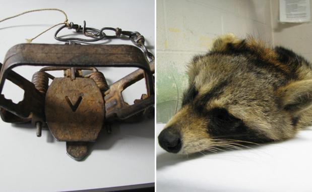 Illegal trap kills raccoon, reward offered