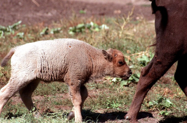 The specialist received authorization from the deputy superintendent of Badlands to bring the buffalo calf into his home, where it later died. (AP Photo)