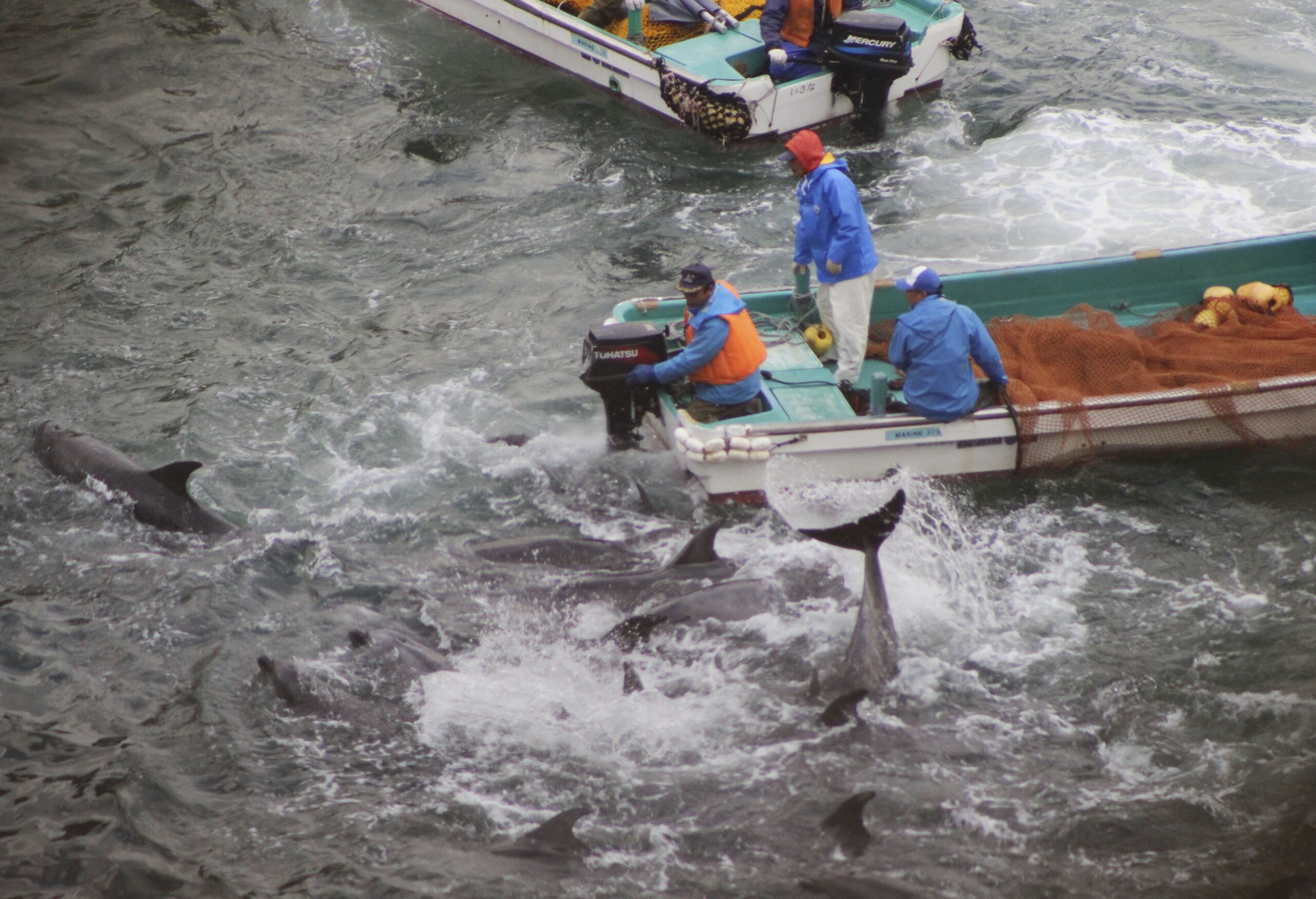 Group: Japan’s dolphin roundup biggest in 4 years