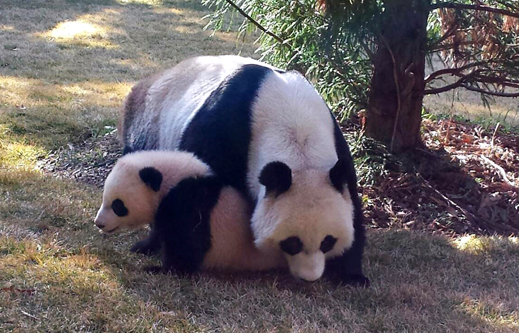 National Zoo: panda cub went outside for 1st time