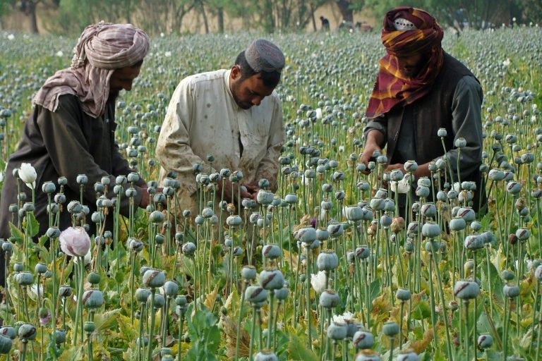 Farmers slice open the green poppy bulbs, full raw opium, the main ingredient in heroin, on a poppy field in southern Afghanistan. (AP Photo/Abdul Khaliq)