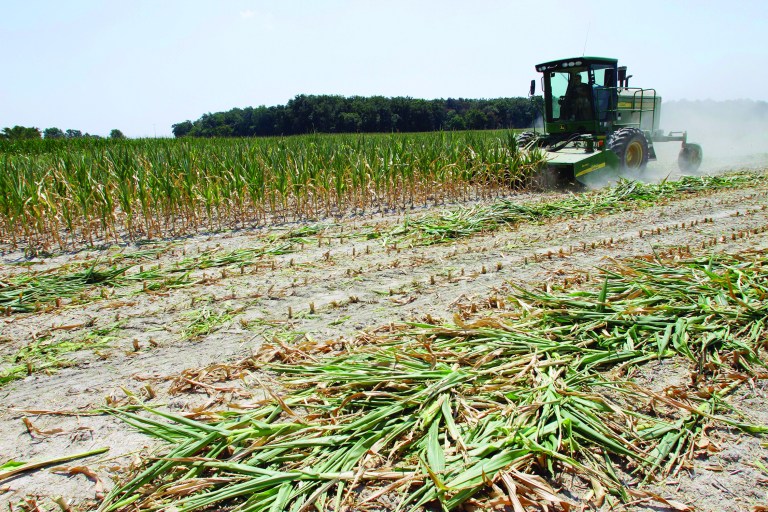 Steve Niedbalski is seen chopping down his drought and heat stricken corn for feed Wednesday, July 11, 2012 in Nashville, Ill. Farmers in parts of the Midwest, dealing with the worst drought in nearly 25 years, have given up hope for a corn crop and are mowing over their fields and baling the heat withered plants for livestock feed.  (AP Photo/Seth Perlman)