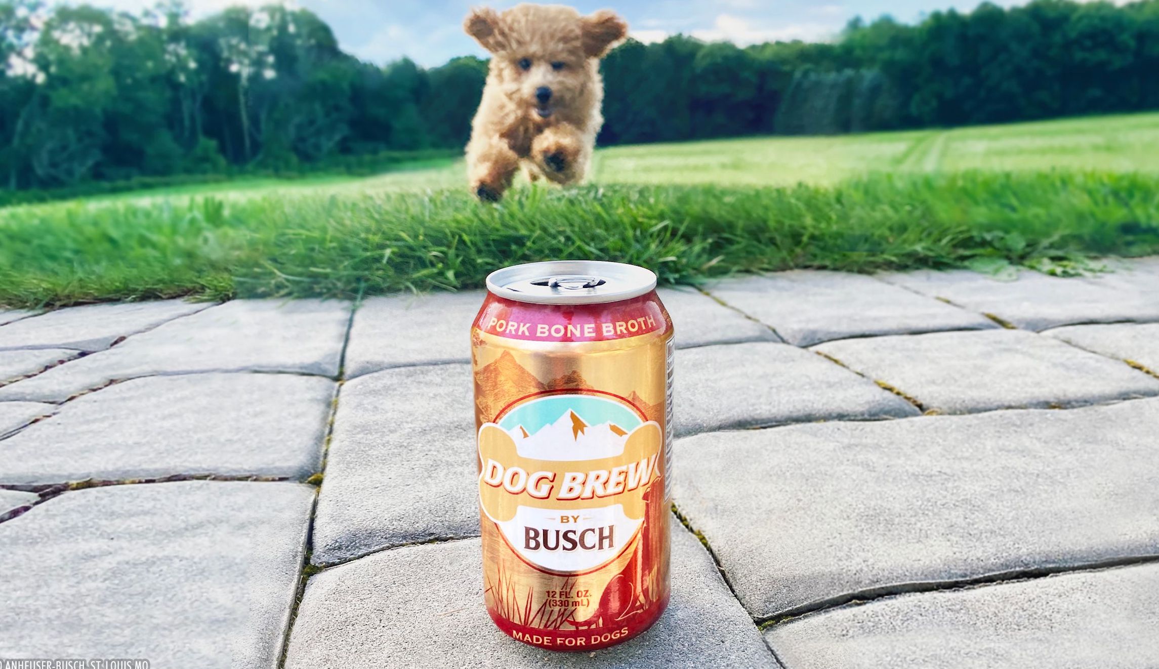 Busch Beer launches alcohol-free Dog Brew