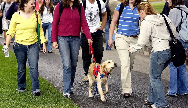 Carroll College students Hannah Parpart (holding leash) and Amanda Harvey (blue shirt) are greeted by a classmate while walking Zulu across the Carroll College campus Aug. 24, 2005 in Helena, Mont. The dog will be spending the entire school year with Parpart and Harvey as part of its training to become a service dog.