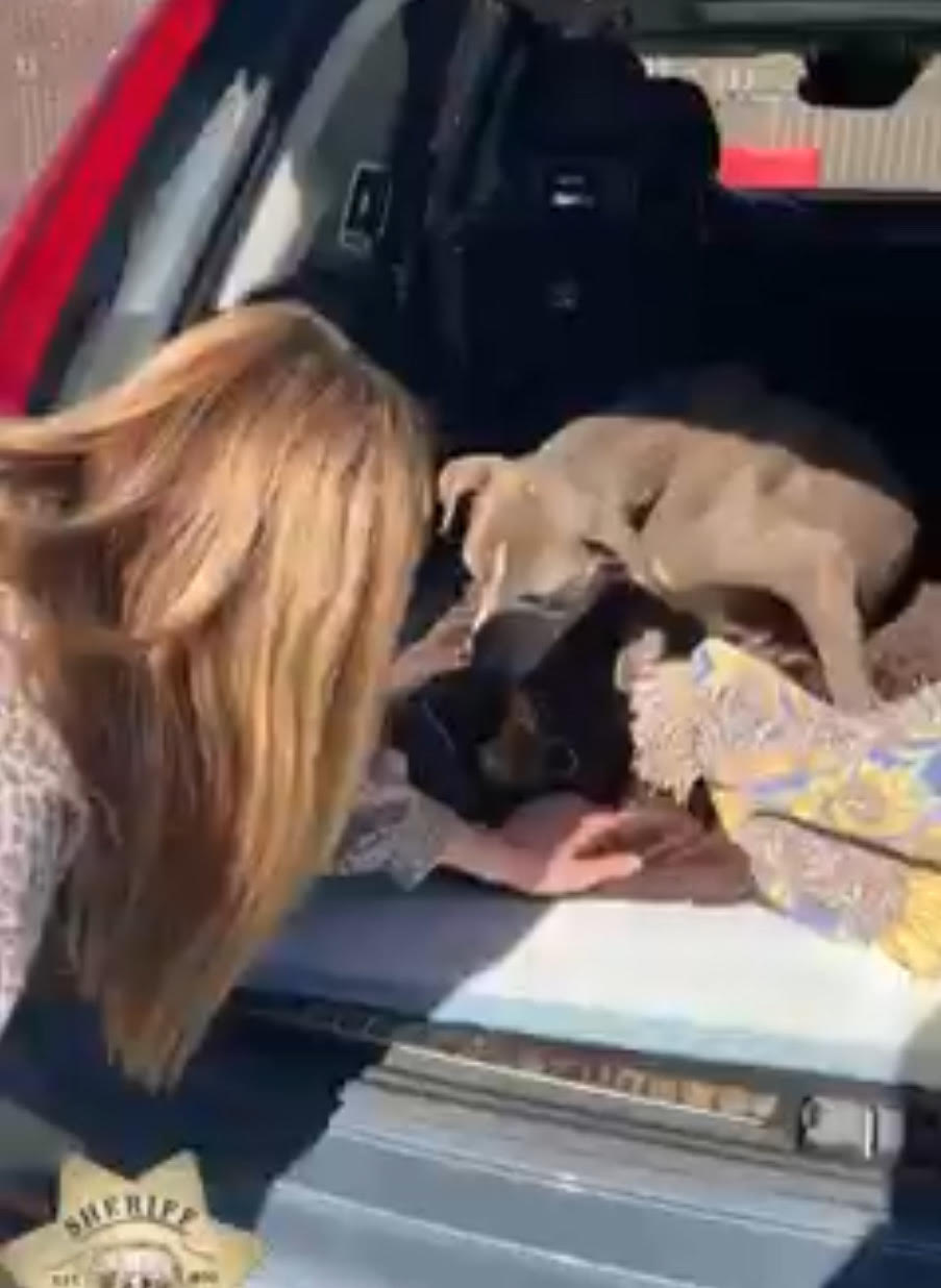 Missing California dog reunited with owner 12 years later