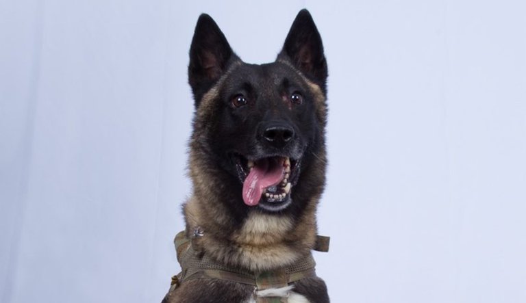 Veterans call for Delta Force dog Conan to get Purple Heart