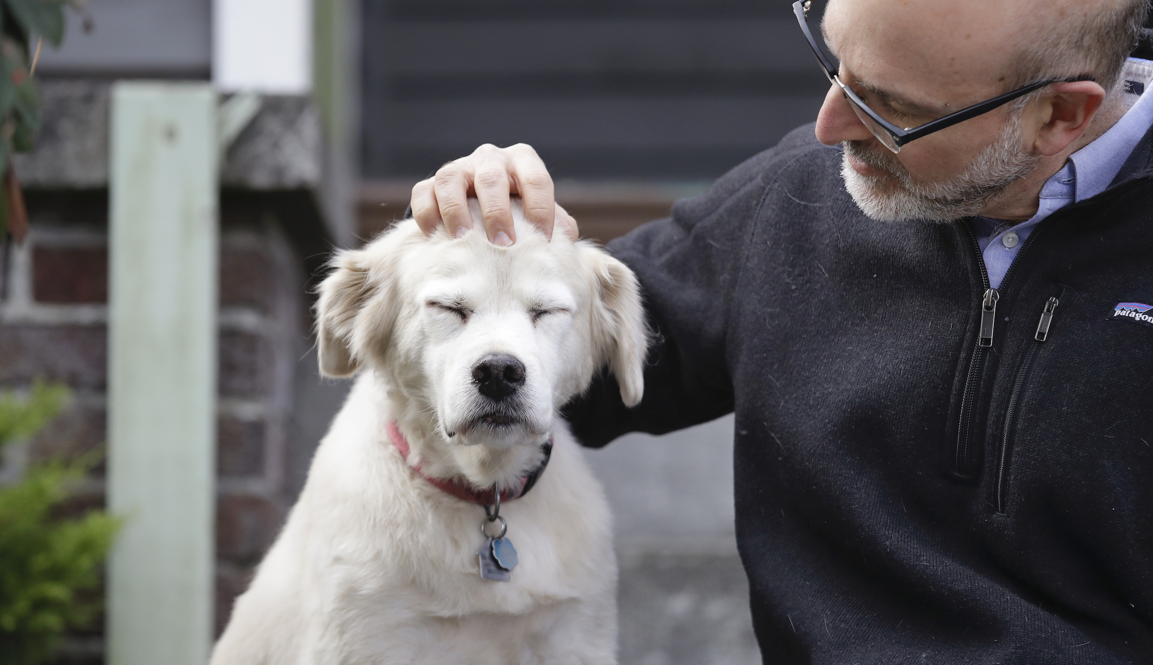 Spotify launches playlists for dogs left home alone