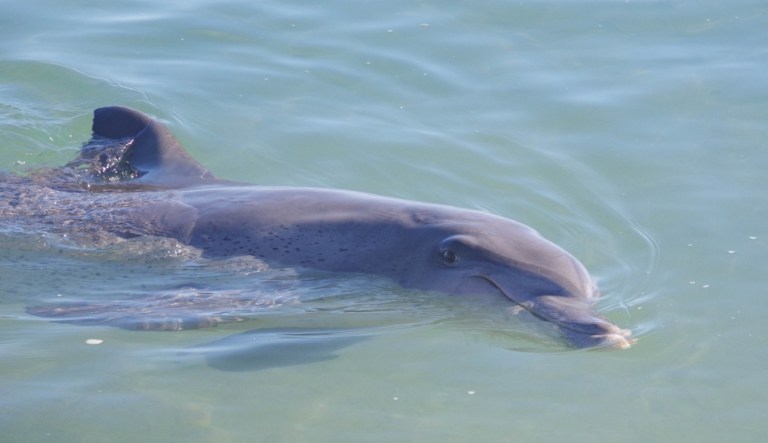 A dolphin is seen swimming.