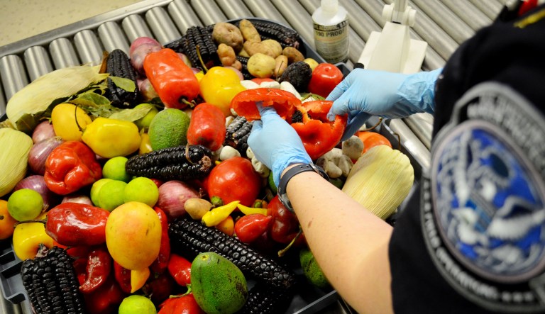 A pile of produce is inspected by a U.S. Customs and Border Protection officer.