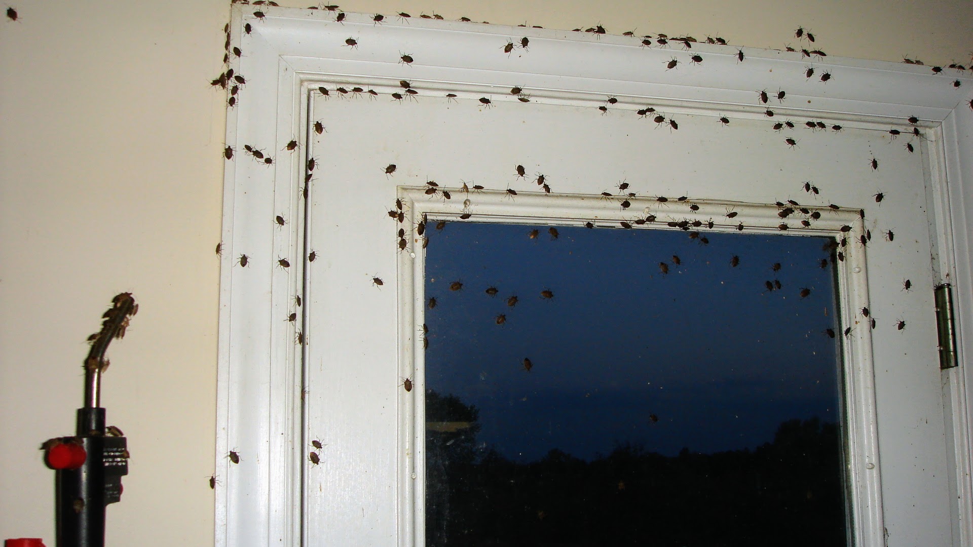 Feds: Winning the war on stink bugs, new killers unleashed