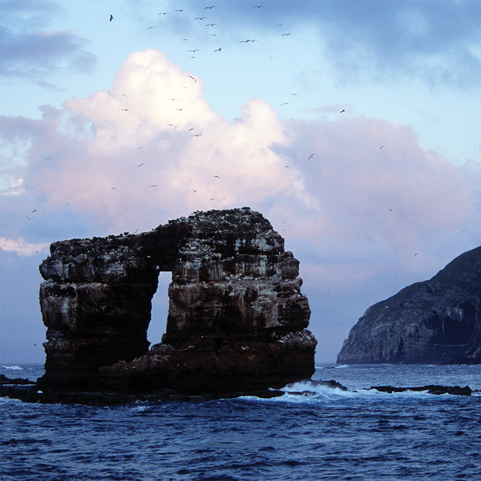 Survival of the Pithiest