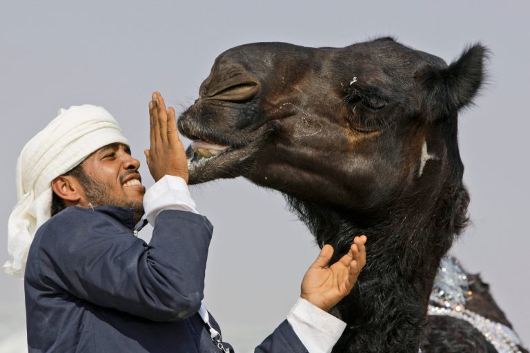 FILE - In this Dec. 25, 2010 file photo, a festival official touches the lip of a young expensive Majahim, dark-skinned originally from Najd, Saudi Arabia, camel during the final day of Mazayin Dhafra Camel Festival in outskirt of Zayed City about 120 kms south west of Abu Dhabi, United Arab Emirates. Scientists say the mysterious MERS virus has been infecting camels in Saudi Arabia for at least two decades and that previous human cases have probably been missed. Since the Middle East respiratory syndrome coronavirus was first identified in 2012, doctors have struggled to explain how most patients have fallen sick. MERS can cause symptoms including fever, breathing problems and kidney failure. To date, it has killed more than 180 people, mostly in the Middle East though infections have also spread to Europe and northern Africa. (AP Photo/Kamran Jebreili, File)