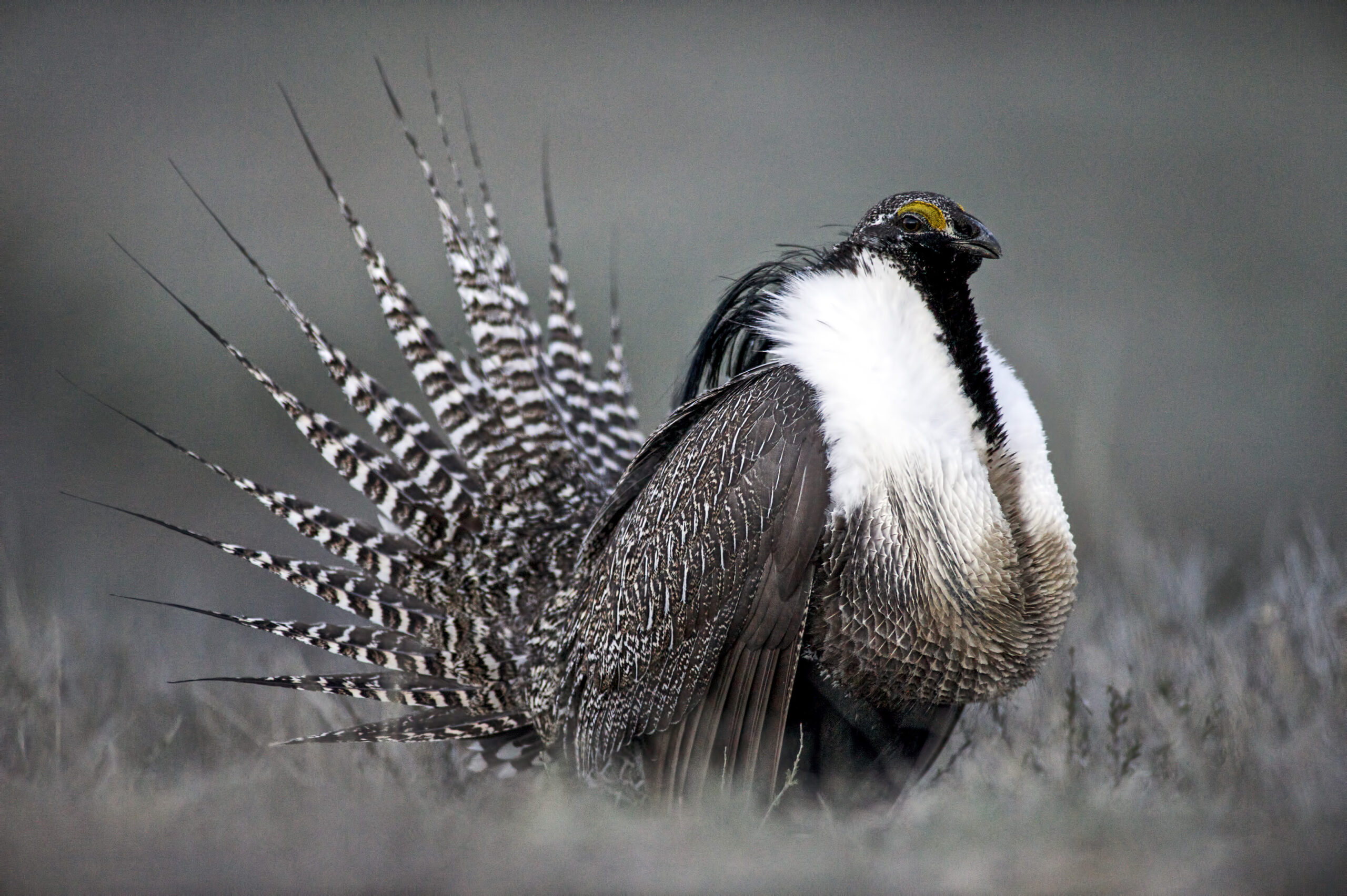 Senate majority could rest on the sage grouse