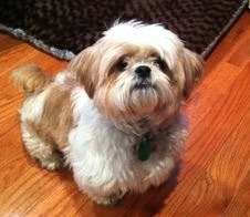 Shih Tzu thriving months after being stabbed in D.C.