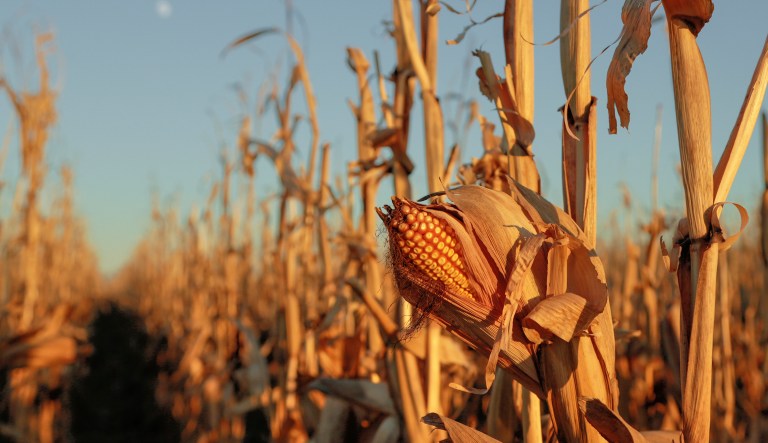 Democratic lawmakers say their bill would help resolve issues regarding the high price of ethanol credits. (AP Photo/Nati Harnik)