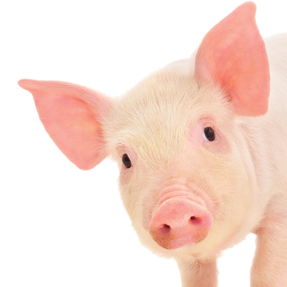 This Little Piggy Got Banned