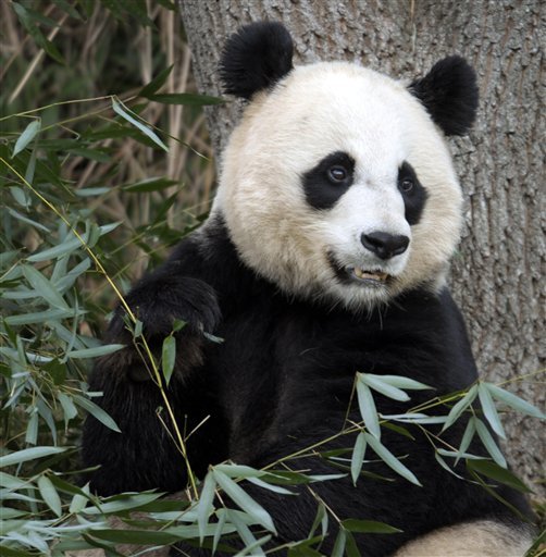 Mei Xiang, the female giant panda at the Smithsonian's National Zoo. (AP Photo)