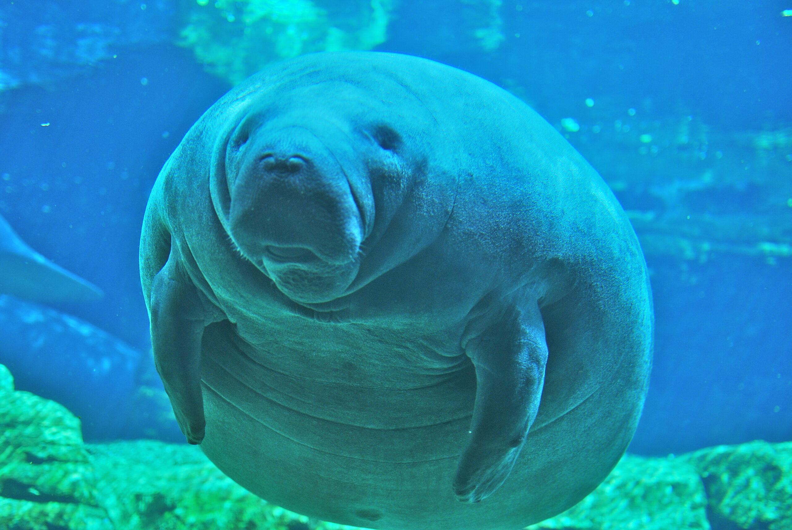 Republicans: EPA climate rules would harm endangered manatees