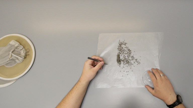 The National Institutes of Health has begun work to develop a Zika vaccine, but it's important to ensure that any vaccine is both effective and safe. (AP Photo/LM Otero)