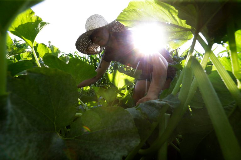 In this Tuesday, Aug. 5, 2014 photo, farmer Katie Miller, 32, of Providence, R.I., harvests zephyr squash at Scratch Farm in Cranston, R.I. Across New England, the number of farms grew by 5 percent since 2007, contrary to the national trend. (AP Photo/Steven Senne)