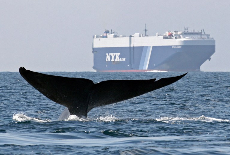 FILE - In this Aug. 14, 2008 file photo provided by John Calambokidis, a blue whale is shown near a cargo ship in the Santa Barbara Channel off the California coast. A satellite study of blue whale movements shows the endangered creatures cluster for long periods in busy shipping lanes off the California coast, putting them at risk for collisions with large vessels.(AP Photo/Cascadia Research, John Calambokidis, File)