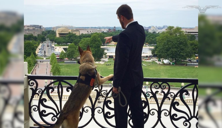 Kaya is Lyle's service dog. She's trained to wake him during nightmares and calm him during stressful times, often by licking his hand to break the mental cycle of anxiety.