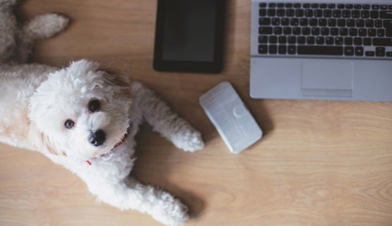 The Department of the Interior allowed its workers to bring their dogs to work on Friday.