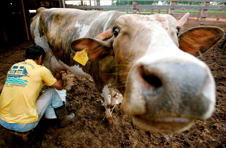 A worker milks a cow at the Alvorada Ranch in Mato Grosso do Sul, Brazil, on Thursday, Oct. 20, 2005. (AP Photo/Maurilio Cheli)