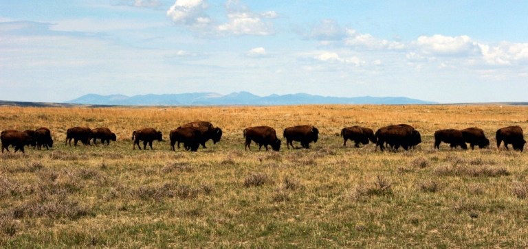 "Move over bald eagles, the North American bison is now the national mammal," read Politico's now-deleted tweet. (AP Photo)