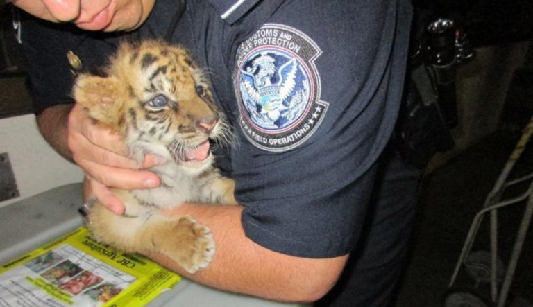 It's not everyday Customs and Border Protection officers find a wild animal in a car crossing a border checkpoint. (U.S. Customs and Border Protection)