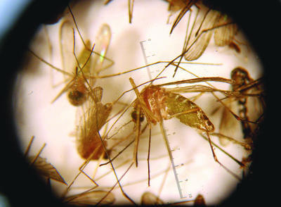 Mosquitos are tested at the Fairfax County health department. (Examiner file photo)