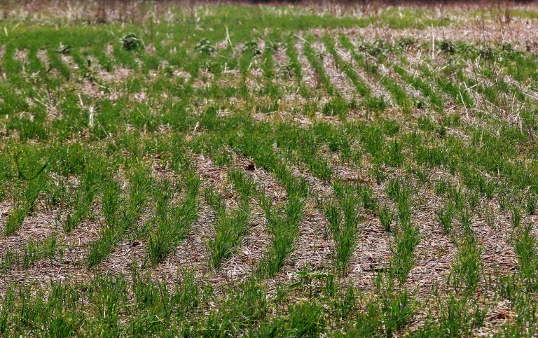 FILE - This Wednesday, Sept. 12, 2012 file photo shows winter wheat planted ten days earlier near Orlando, Okla. Ongoing drought during the start of spring followed by a late freeze and untimely late spring rains have led to what is being called the worst Oklahoma wheat crop in nearly a half century. (AP Photo/Sue Ogrocki, File)