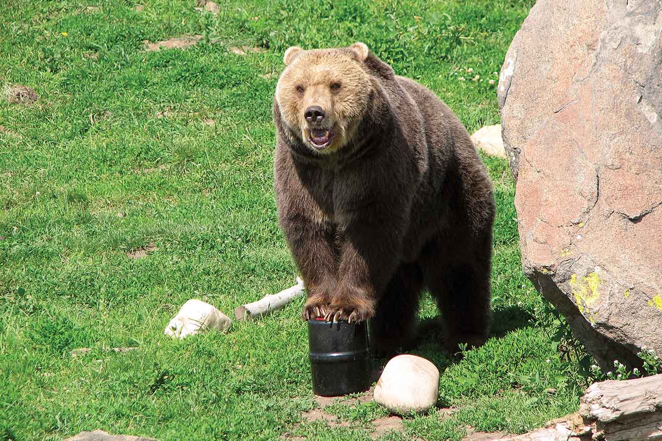 Outsmarting the Average Bear