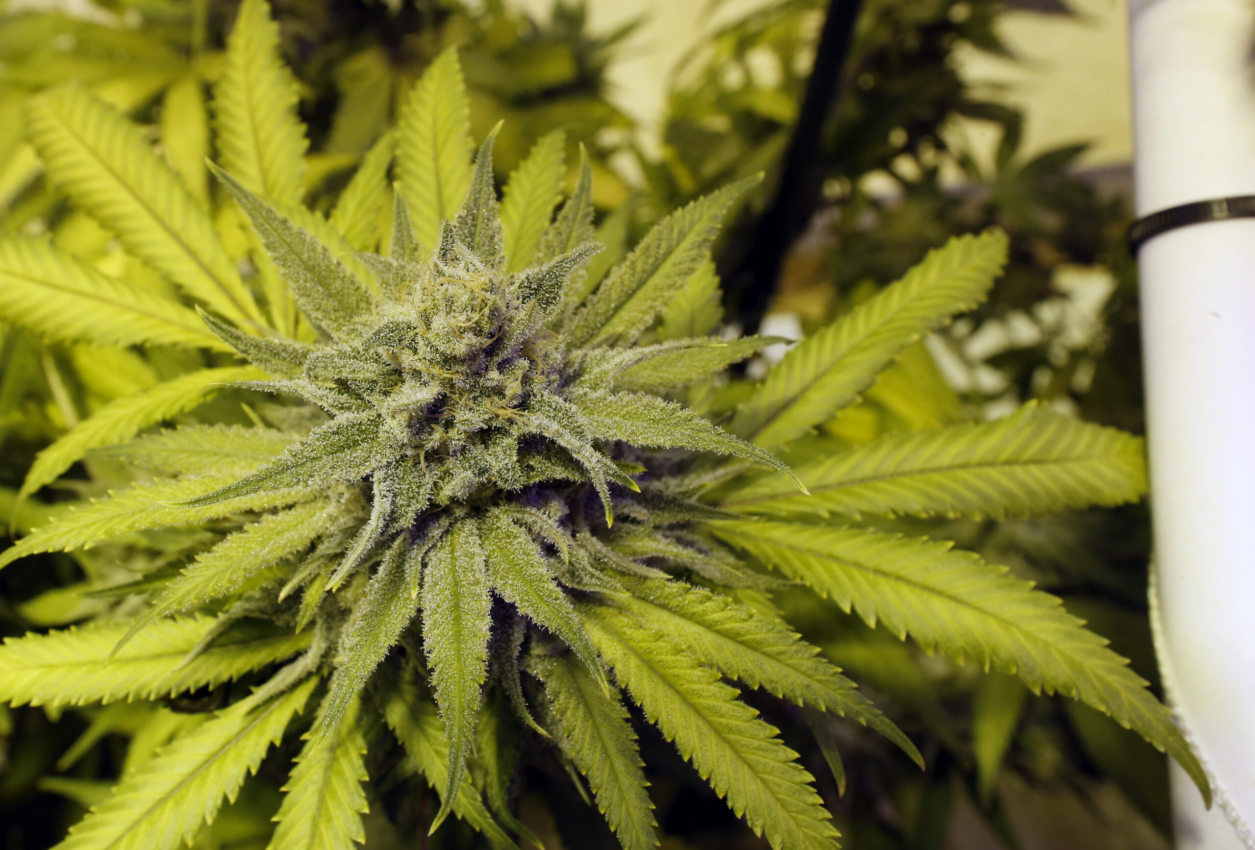 Bill removing cannabis odor as cause for vehicle search headed to Illinois House
