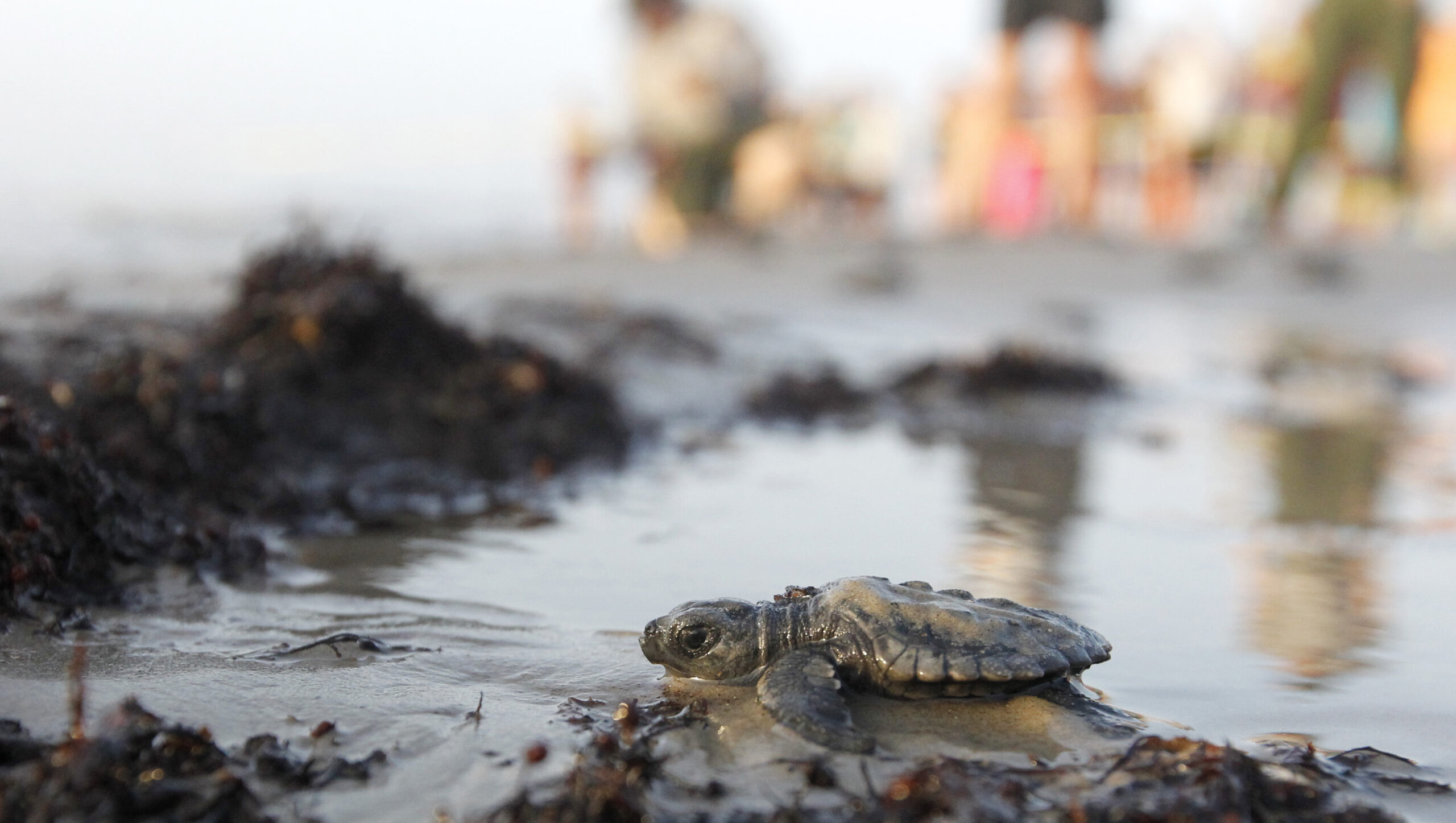 Nearly 100 turtle hatchlings released off Texas