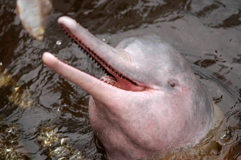 FILE - In this Nov. 2005 FILE photo released by Instituto Nacional de Pesquisas da Amazonia (INPA), an Amazon river dolphin swims in the Airao River in Amazonas state, Brazil. Brazil will temporarily ban the catch of a type of catfish in an effort to halt the killing of the Amazon pink dolphin, whose flesh is used as bait, the Fishing and Aquaculture Ministry said Tuesday, June, 3, 2014. (AP Photo/Sefora Antela Violante, INPA, File)