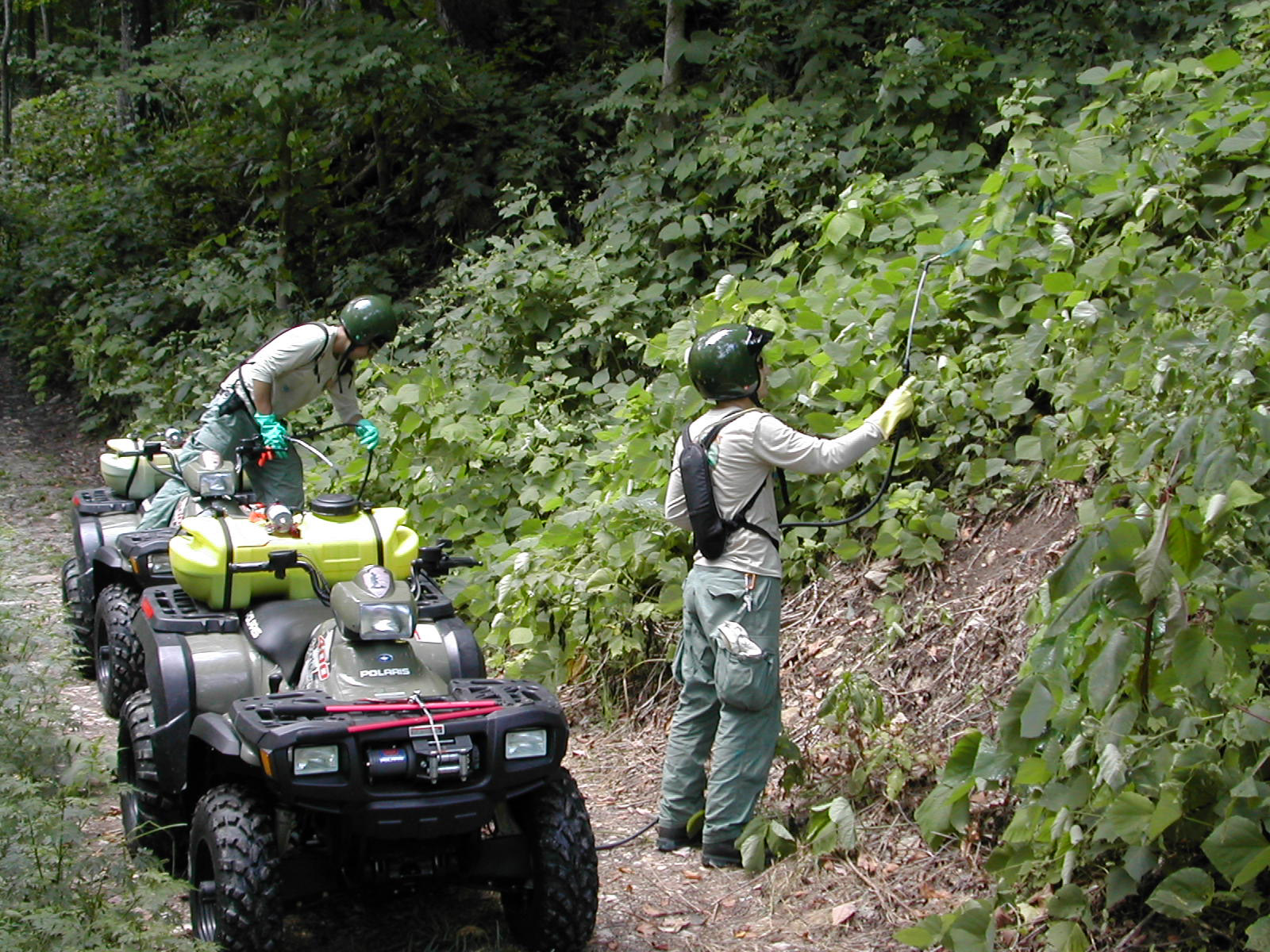 Trump tries to cut back the regulatory kudzu