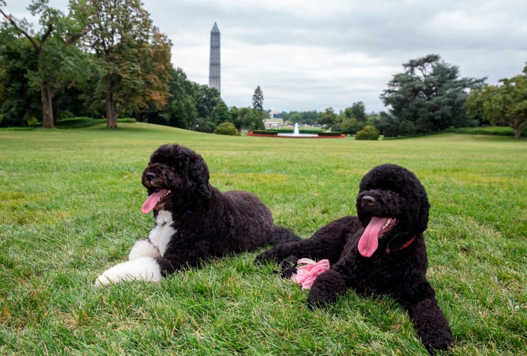 In this image released by The White House, Bo, left, and Sunny, the Obama family dogs, on the South Lawn of the White House, Monday, Aug. 19.ÃÂ President Obama on Tuesday cited the arrival of his second dog Sunny in his latest fundraising letter on behalf of the Democratic Party.ÃÂ (AP Photo/The White House, Pete Souza, File)