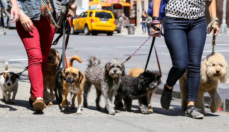 New York is more strictly enforcing a law that requires pet sitters to have a kennel license if they are boarding or taking care of a pet. (iStock photo)