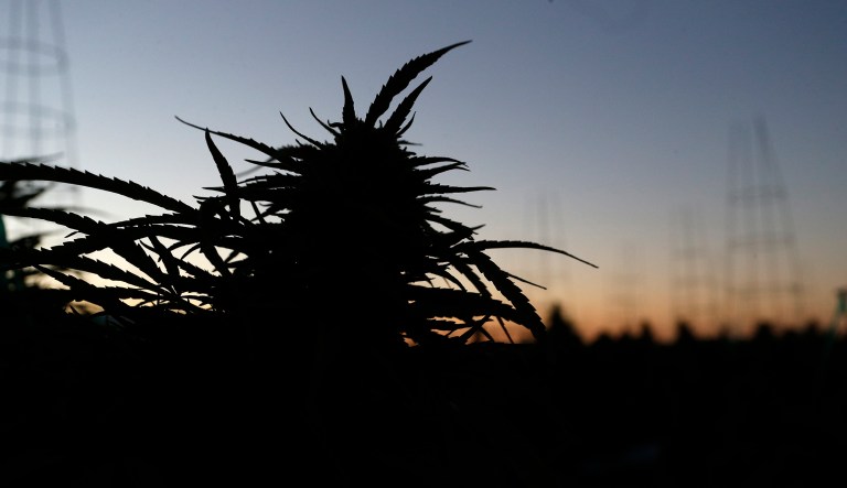 FILE - In this Oct. 10, 2016, file photo, the morning sun rises behind a row of maturing pot plants. (AP Photo/Brennan Linsley, File)