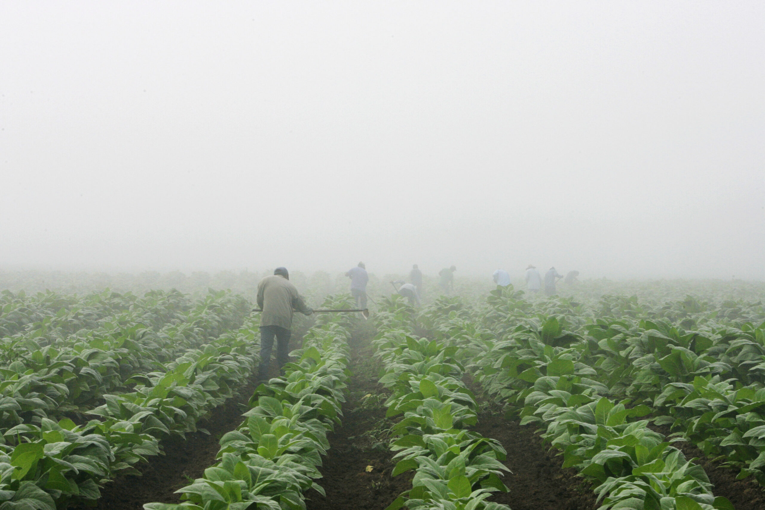 Report highlights child labor on US tobacco farms
