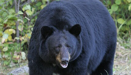 Minnesota woman killed in ‘extremely rare’ black bear attack