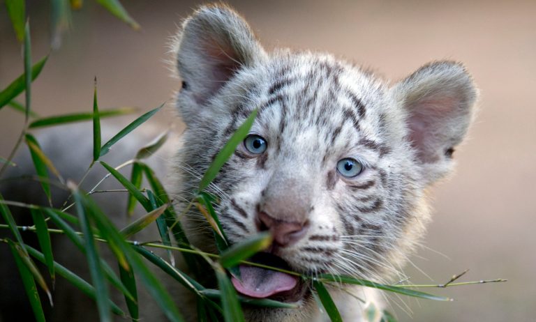 A three month old white Bengal female tiger cub looks around her enclosure at the Buenos Aires Zoo, Argentina, Wednesday, April 16, 2014. Cleo, a captive Bengal white tiger at the zoo, gave birth to two females and one male white tiger cubs on Jan. 16, 2014.  (AP Photo/Natacha Pisarenko)