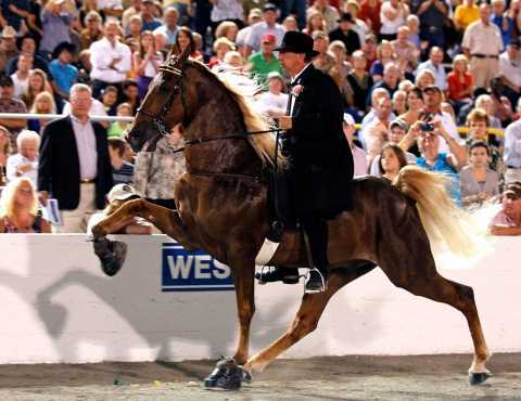 A walking horse exhibits a high-stepping gait at 2012's Tennessee Walking Horse National Celebration. Alyson Wright/Chattanooga Times Free Press/AP