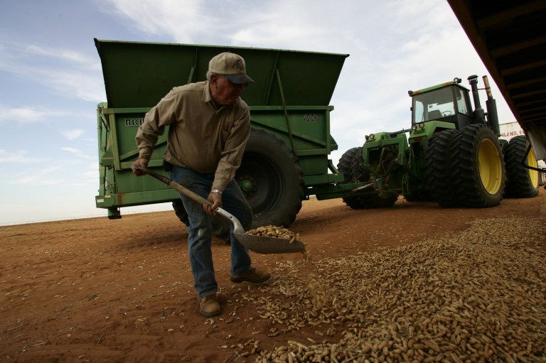 FILE - In this Oct. 31, 2006, image, Wayne Baker shovels spilled peanuts back into a trailer during a peanut harvest near Floyd, N.M. Federal agriculture forecasts show there will be significantly fewer peanuts pulled from the ground in eastern New Mexico during the 2014 harvest season because of fallout from the bankruptcy and sale of a Portales-area peanut-processing plant that was at the heart of a 2012 salmonella outbreak and nationwide recall. (AP Photo/Clovis News-Journal, Andy DeLisle)
