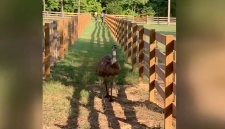A wild emu died on the lam during attempted capture. 