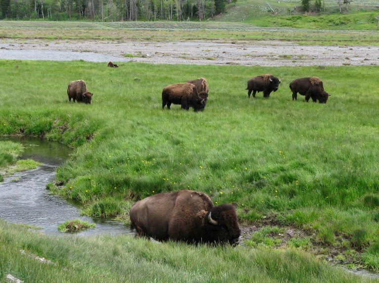 In this June 19, 2014 photo, bison graze near a stream in Yellowstone National Park in Wyoming. Yellowstone officials said Wednesday, July 30, 2014, the park is seeking public comment on a proposal to capture and quarantine wild bison so disease-free animals can be relocated to create new herds outside the park. The announcement comes after the Department of Interior in June 2014 identified 20 parcels of public lands in 10 states that could be suitable for relocated Yellowstone bison. Public meetings on the quarantine proposal are scheduled for Aug. 18 in Gardiner, Mont., and Aug. 19 in Bozeman, Mont. (AP Photo/Robert Graves)