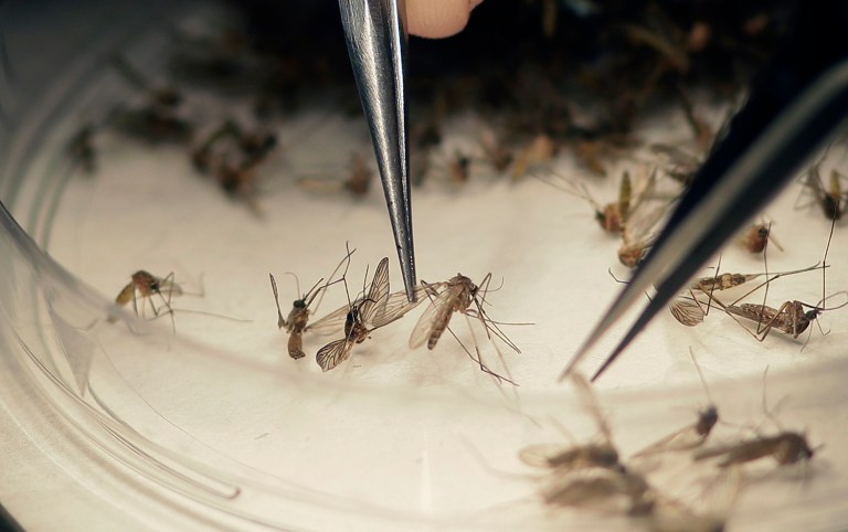 Texas' Department of State Health Services reported that a resident in Cameron County, near the border with Mexico, contracted the Zika virus. (AP Photo)